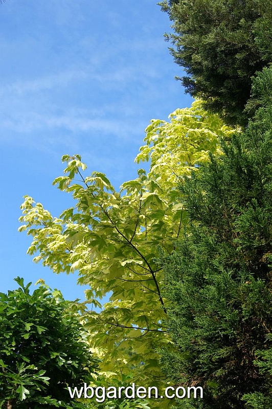 wbgarden spring 38.JPG